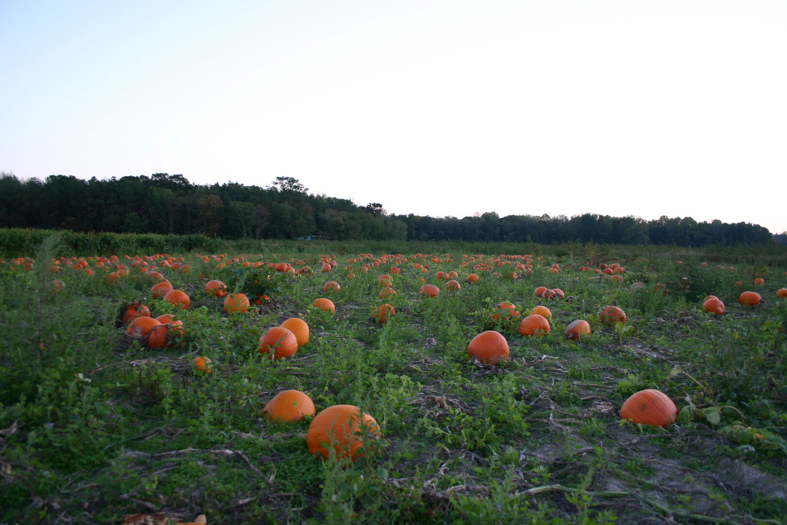 Mr. Pepper’s Pumpkin Patch